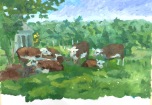 There are Cows in Attleboro!